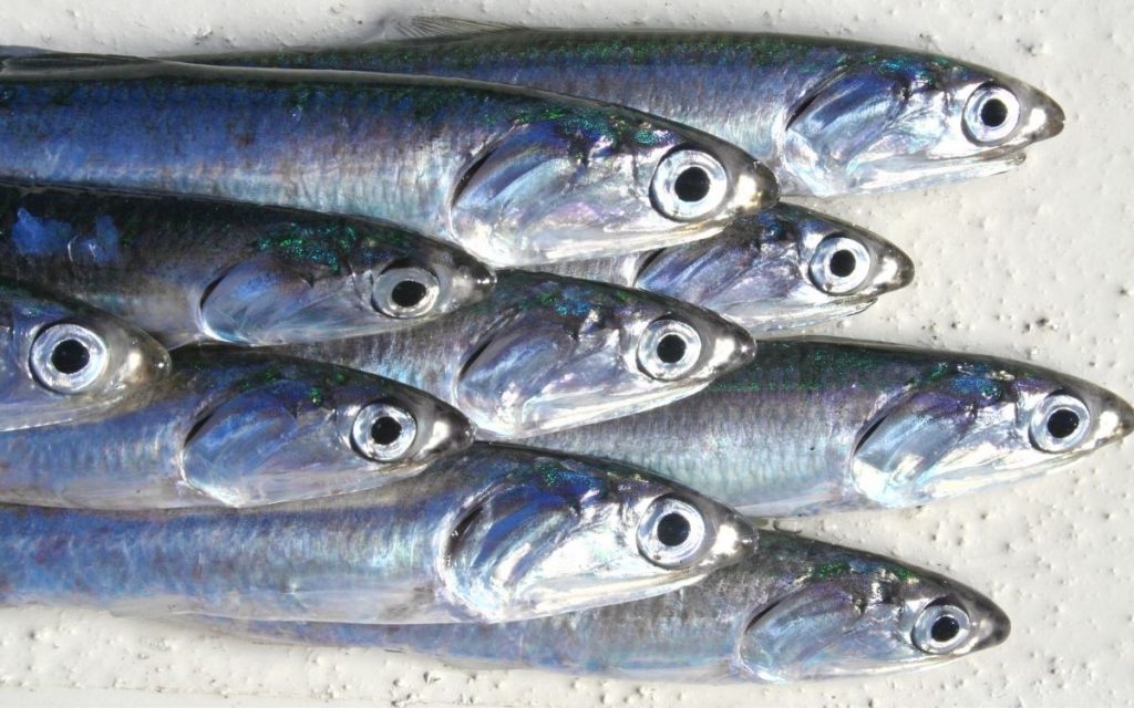 Fresh sardines looking right at you.