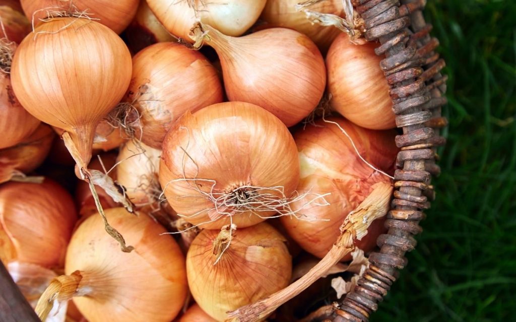 A basket of sweet onions.