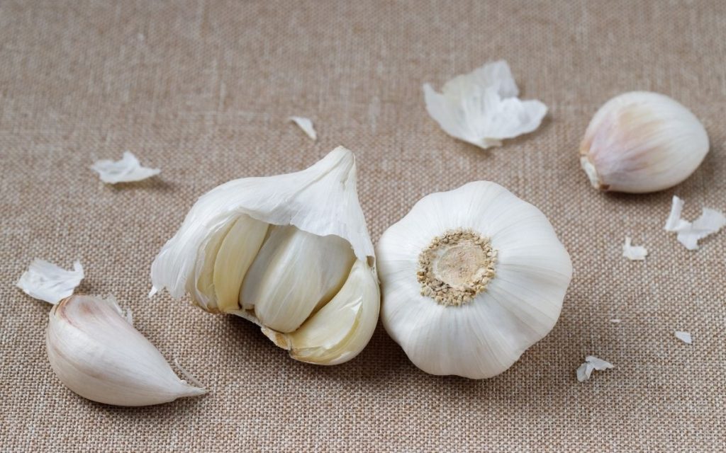 A bulb of garlic with the cloves exposed.