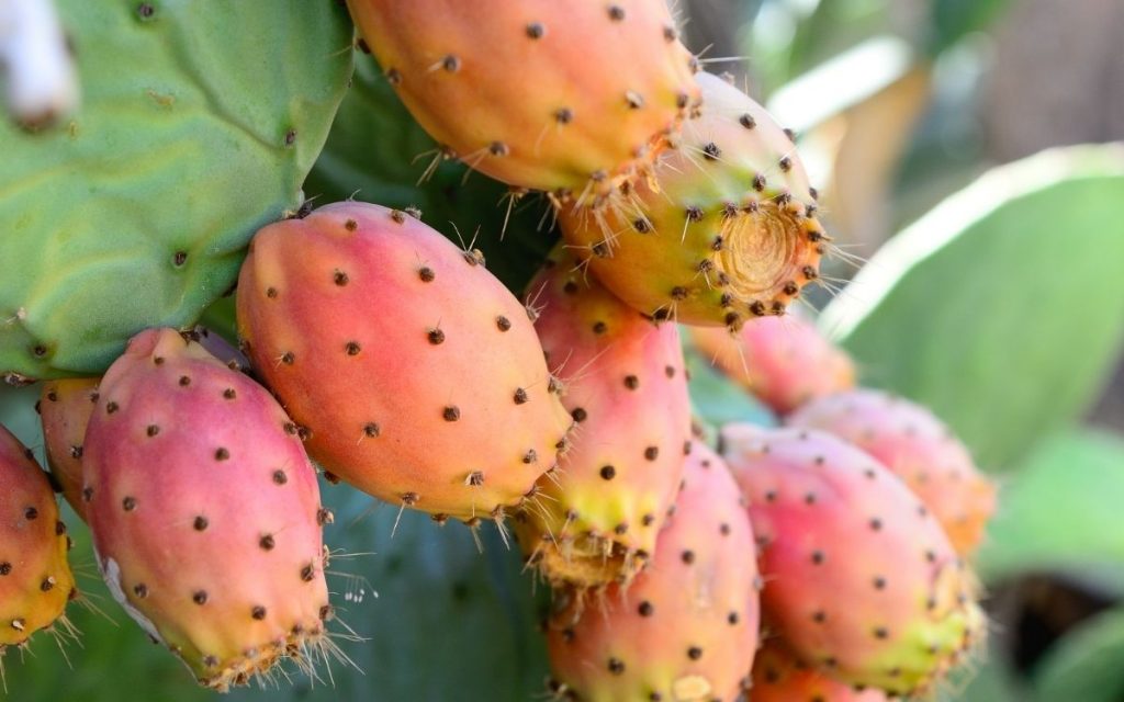 Prickly pears ripening on a tree.