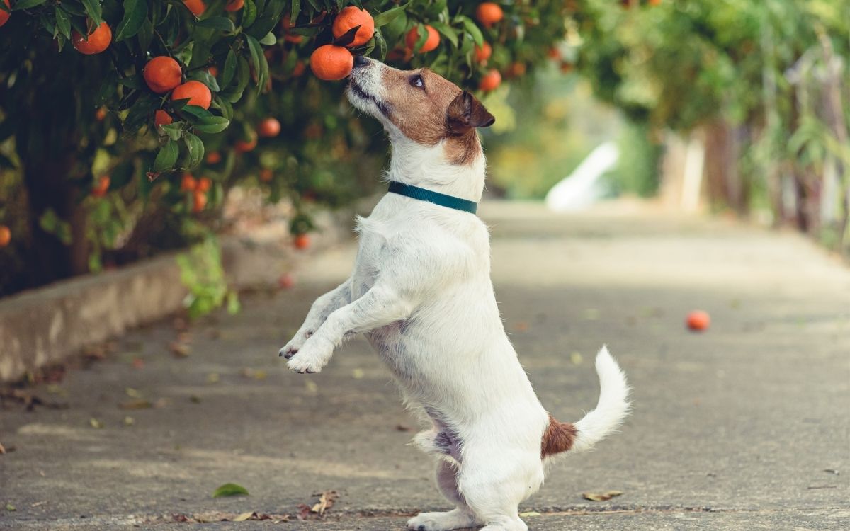 Dog is trying to get low hanging tangerines.