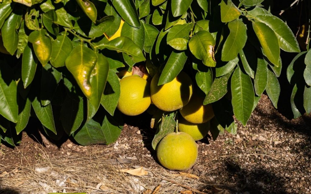 Low hanging lemons reach the ground.