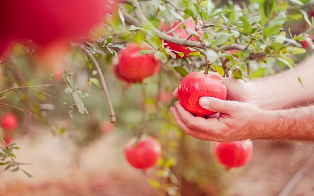 Picking low hanging pomegranate.