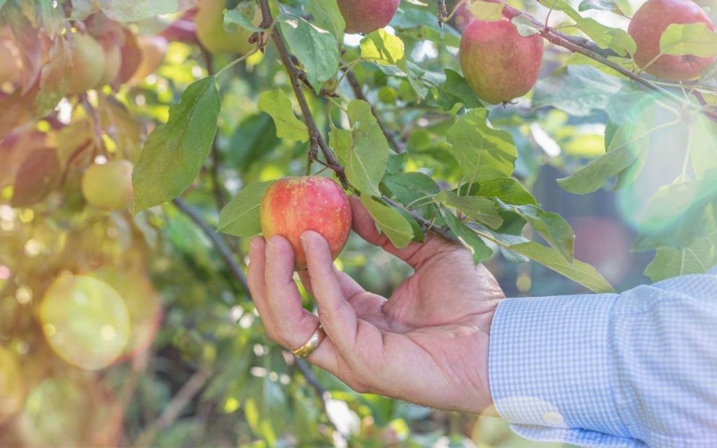 Hand picking low hanging apples.